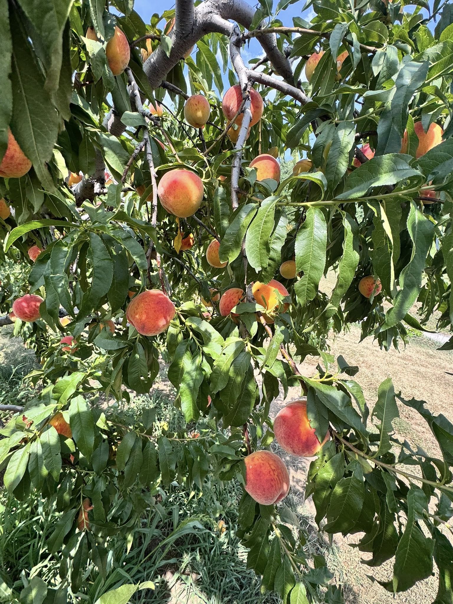 Ontario Peaches